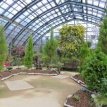 「春の花展を前に、フクジュソウが入荷しました(2026年3月28日)」の写真