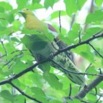 「旭山記念公園野鳥情報2026年6月28日(日曜日)」の写真