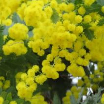 「感謝の気持ちと「ミモザの日」(屋外ではシナマンサクの開花も)2026年3月7日」の写真