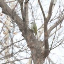 「旭山記念公園野鳥情報2026年3月3日（火曜日）」の写真