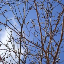 「今日の小さい春」の写真