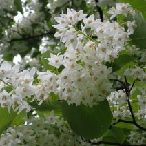 「ハクウンボクの花」の写真