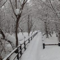 「西岡公園自然情報　2026年2月11日」の写真