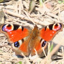 「春を告げるチョウ」の写真