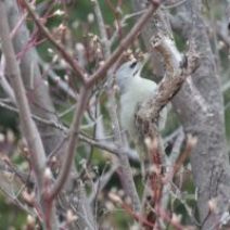 「旭山記念公園野鳥情報2026年4月5日（日曜日）」の写真