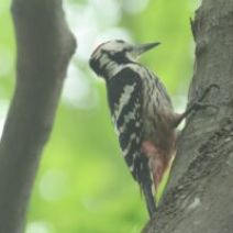 「旭山記念公園野鳥情報2026年5月24日(日曜日)」の写真