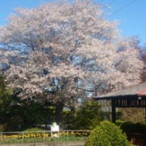 「5月5日　園内の様子　」の写真