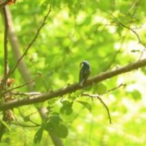 「旭山記念公園野鳥情報2026年6月8日(月曜日)」の写真