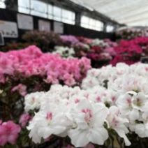 「春の花畑のような「アザレア展」明日2月10日から開催（2026年2月9日）」の写真