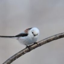 「NEW!! 西岡公園オリジナル缶バッジ 「シマエナガばっかり第3弾」「西岡公園のトンボたち54種」」の写真