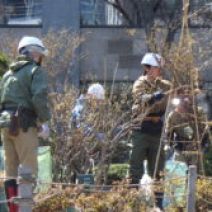 「樹木の冬囲い撤去を開始しました」の写真