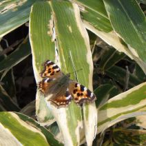 「メイプルシロップづくりを開催しました！」の写真