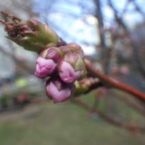 「開花間近のチシマザクラと園内の植物」の写真