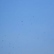 「「おさんぽガイド」を開催しました」の写真