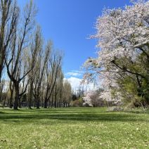 「園内の様子（桜情報4月29日時点）」の写真