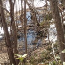 「西岡公園自然情報 2026年4月3日」の写真