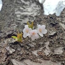 「本日の中島公園」の写真