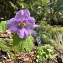 「「春の花展」新たな山野草の展示も始まっています(2026年4月3日)」の写真