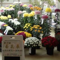 「今日から菊花展がはじまります。」の写真