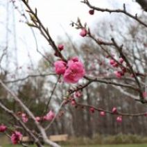 「梅林の様子【4月23日】」の写真