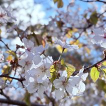 「4月29日　サクラの開花状況【散り始め】」の写真