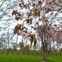 「4月23日　サクラの開花状況【五分咲き】」の写真