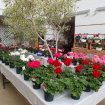 「5月10日までゼラニウム展開催中」の写真