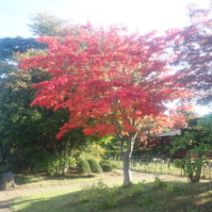 「10月9日 園内の紅葉の状況」の写真