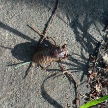「本日のボランティア活動(シーズネット)」の写真