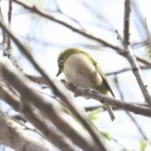 「旭山記念公園野鳥情報2026年4月18日（土曜日）」の写真