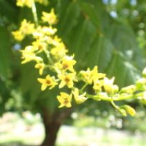 「モクゲンジ開花」の写真