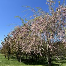 「園内のお花の様子（桜情報含む5月5日時点）」の写真