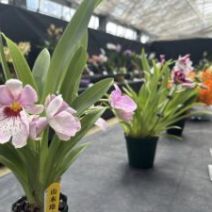 「初夏を彩る洋ランの展示会「市民ラン展」は5月26日から（2026年5月25日）」の写真