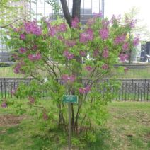 「ライラック開花状況」の写真