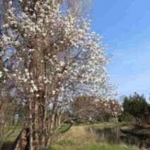 「咲きすすむ春の植物たちと樹木ツアーのご案内（2026年4月17日）」の写真