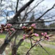 「百合が原公園のグルメとイベント（2026年4月18日）」の写真