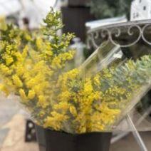「本日、ミモザの切り花再入荷しました(2026年2月28日)」の写真