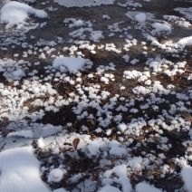 「森の教室のフロストフラワー」の写真