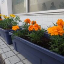 「【令和8年度 フラワーポットの貸出】3月23日より申込受付を開始します！」の写真