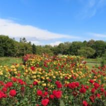 「本日の百合が原公園(2026年9月24日)」の写真