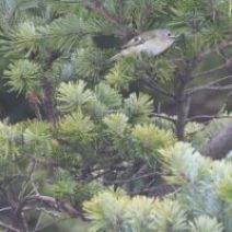 「旭山記念公園野鳥情報2026年3月17日（火曜日）」の写真