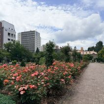 「本日のボランティア活動（バラ）」の写真