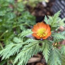 「「福寿草と雪割草展」とガーデンショップ情報（雪割草とセツブンソウの販売開始）2026年2月6日」の写真