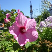 「本日のボランティア活動(シーズネット)」の写真