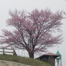 「旭山記念公園のサクラ2026年4月22日水曜日」の写真