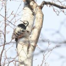「旭山記念公園野鳥情報2026年3月10日（火曜日）」の写真