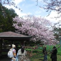 「令和8年度（2026年度）花見時期の利用について」の写真