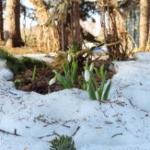 「明日は春分（2026年3月19日）」の写真
