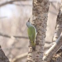 「旭山記念公園野鳥情報2026年3月24日（火曜日）」の写真