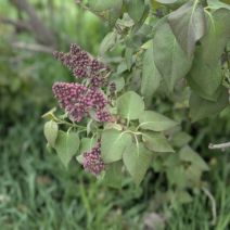 「川下公園のライラック、早い品種は来週開花？【5月7日開花情報】」の写真